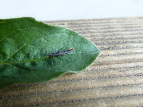 Réf. 207 517 : Coleophora albitarsella